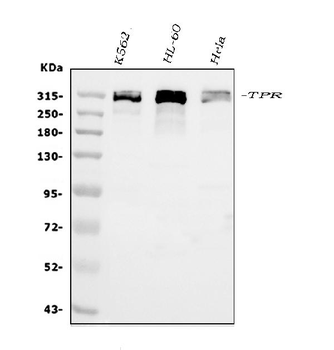 TPR Antibody