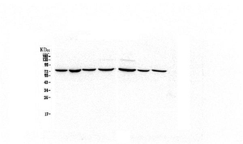 HSPA2 Antibody (monoclonal, 4A4)