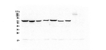 Hsp70 HSPA1A Mouse Monoclonal Antibody
