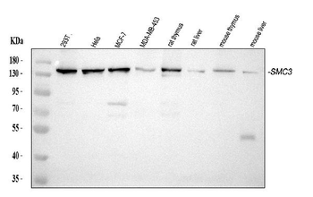 SMC3 Mouse Monoclonal Antibody
