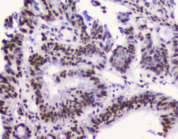 RbAp48 RBBP4 Antibody (monoclonal, 9F3)