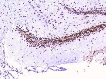RbAp48 RBBP4 Antibody (monoclonal, 9F3)