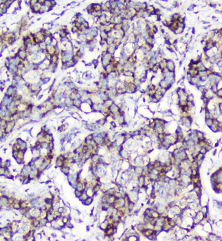 Cytochrome C CYCS Mouse Monoclonal Antibody