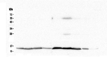Cytochrome C CYCS Mouse Monoclonal Antibody