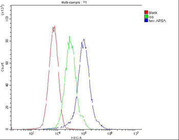 ARSA Mouse Monoclonal Antibody