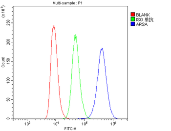 ARSA Mouse Monoclonal Antibody