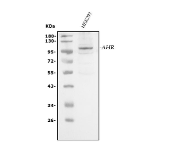 AHR Antibody