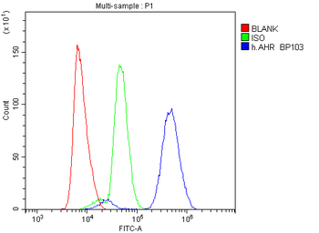 AHR Antibody