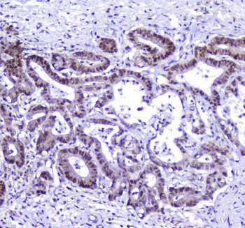 AHR Antibody