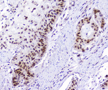 AHR Antibody