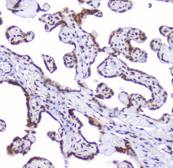 AHR Antibody