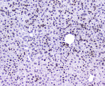 AHR Antibody