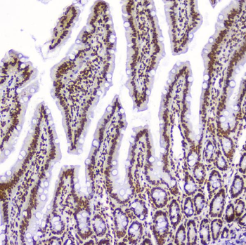 AHR Antibody