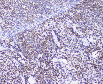 AHR Antibody