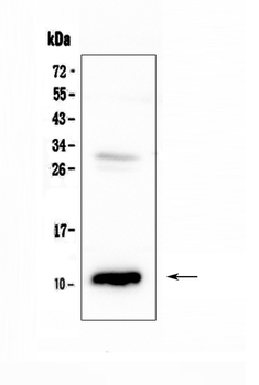 CCL2 Antibody