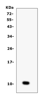 CCL6 Antibody