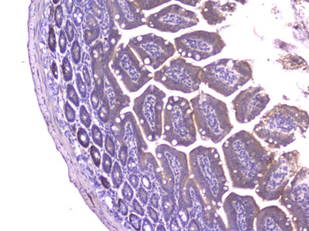 CCL8 Antibody