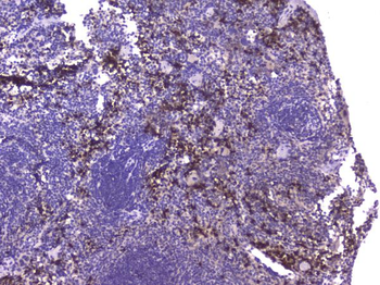 CCL8 Antibody