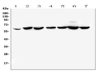 CD1b Rabbit Polyclonal Antibody