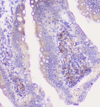 CFP Antibody