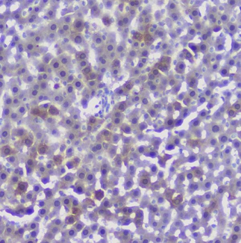 CFP Antibody
