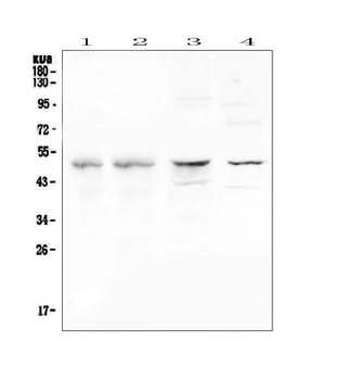 CFP Antibody