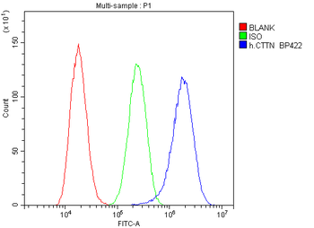 Cortactin/CTTN Antibody