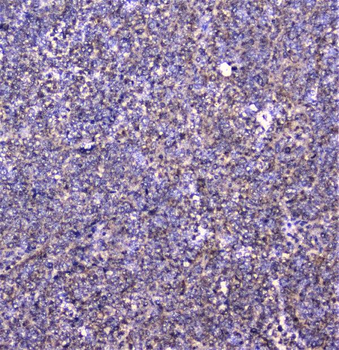 Cortactin/CTTN Antibody