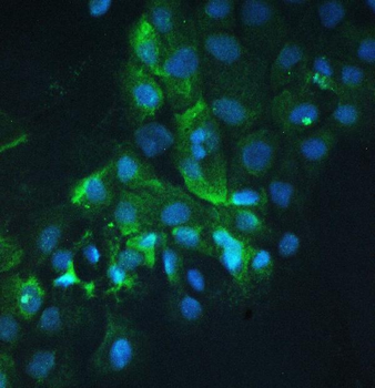 Cortactin/CTTN Antibody