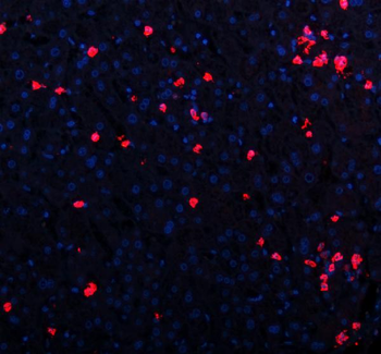 CXCL12 Antibody