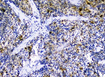 CXCL12 Antibody
