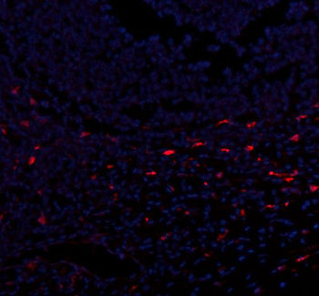 CXCL12 Antibody