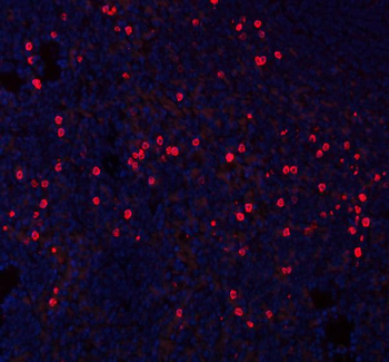 CXCL12 Antibody