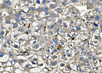 CXCL12 Antibody
