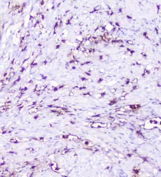 CXCL12 Antibody