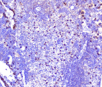 CXCL12 Antibody
