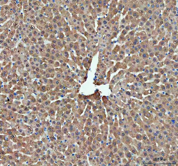 DDT Rabbit Polyclonal Antibody