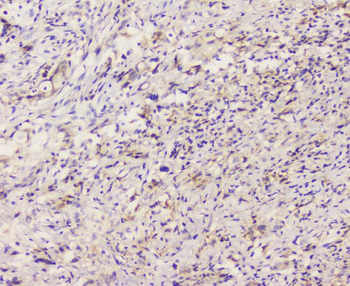 EML4 Antibody
