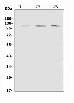 EML4 Antibody
