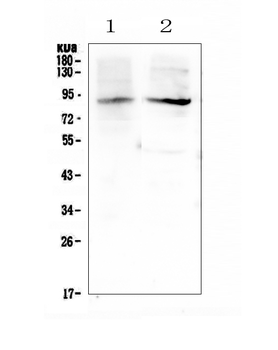 XPB/ERCC3 Antibody