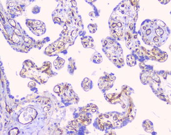 FCGR2A Antibody