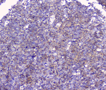 FCGR2A Antibody