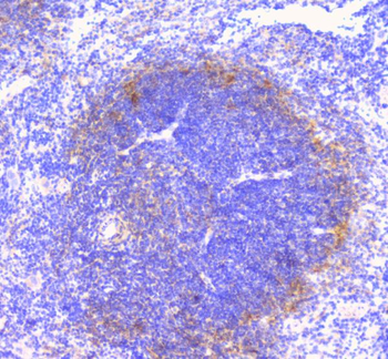 FCGR2A Antibody