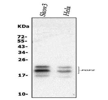 FGF2 Rabbit Polyclonal Antibody
