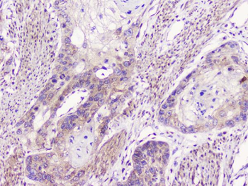 GM130/GOLGA2 Antibody