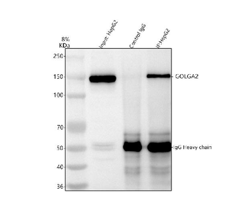 GM130/GOLGA2 Antibody