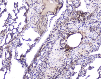 Hsp27/Hspb1 Antibody
