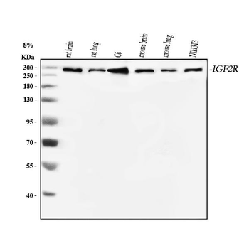 Mannose 6 Phosphate Receptor/Igf2r Antibody
