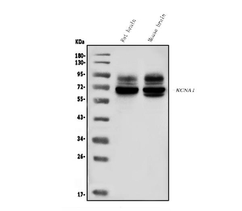 Kv1.1 potassium channel/KCNA1 Rabbit Polyclonal Antibody