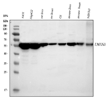 LMAN1 Rabbit Polyclonal Antibody